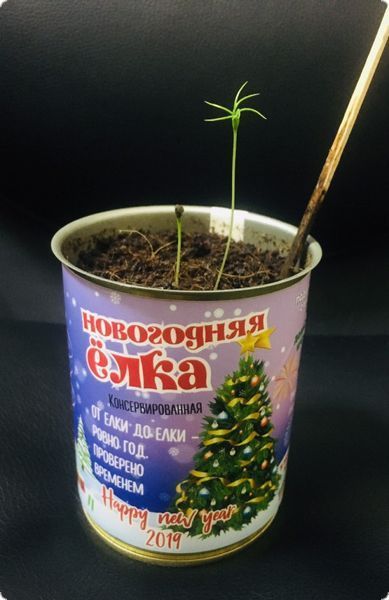 Консервована Новорічна Ялинка - Найкращий Новорічний Подарунок CCTBNYG фото