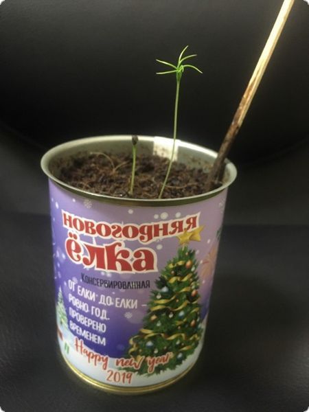 Консервована Новорічна Ялинка - Найкращий Новорічний Подарунок CCTBNYG фото