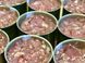 Консерва Консервована Свиняча Шинка - Готовий Продукт До Вживання CPORKHAM фото 2